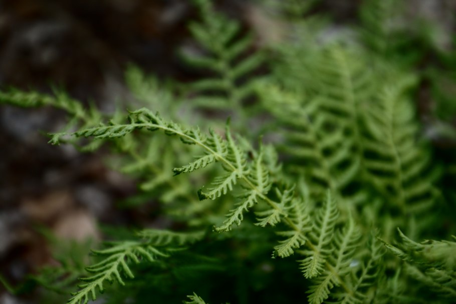 Woodsia Ilvensis Сорус