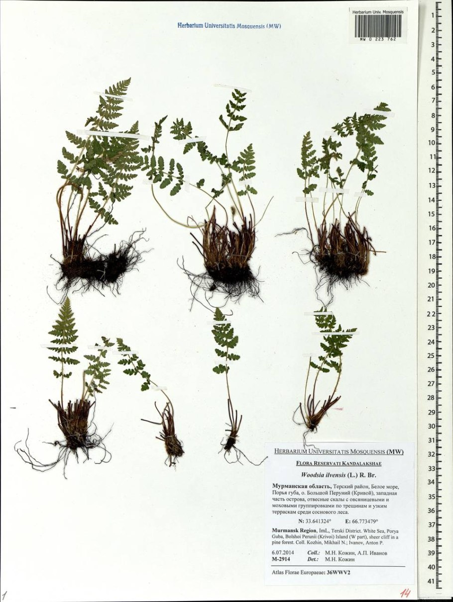 Вудсия многорядниковая Woodsia polystichoides