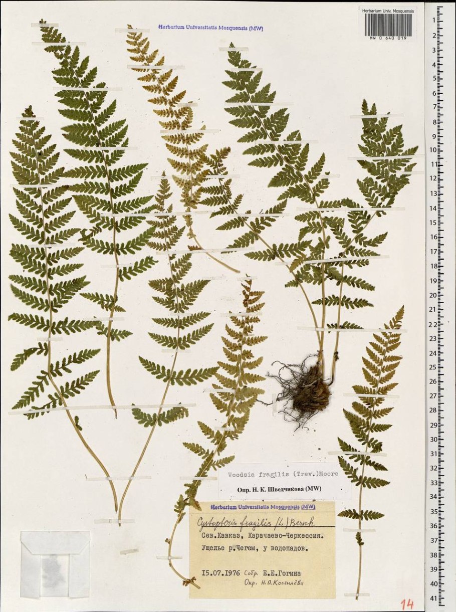 Вудсия многорядниковая Woodsia polystichoides