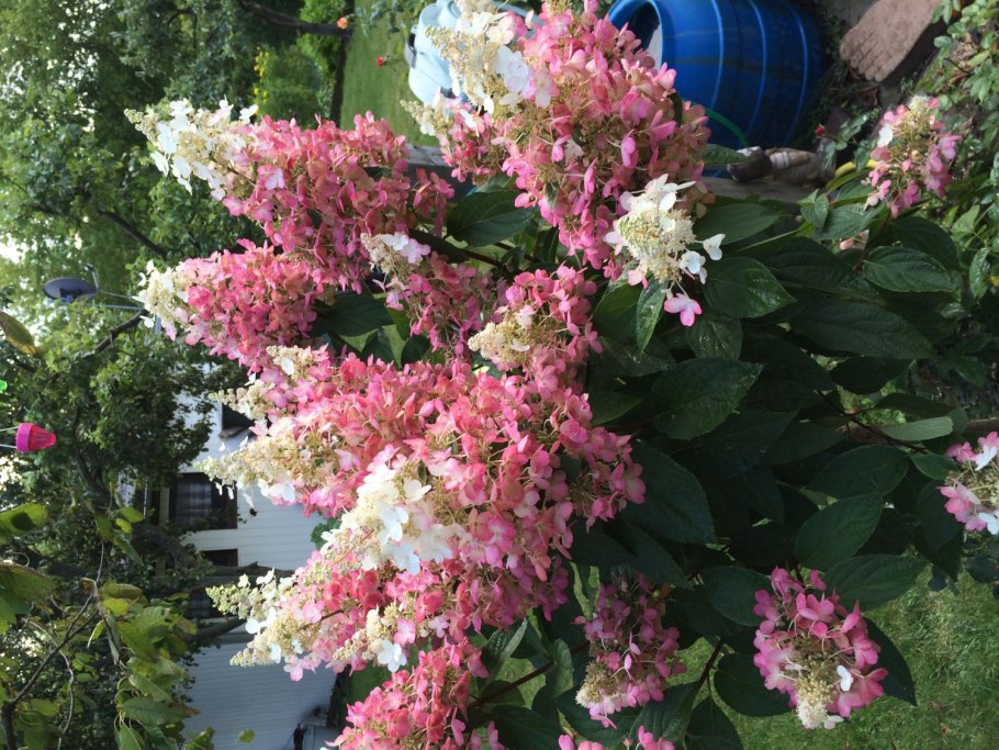 Гортензия метельчатая (Hydrangea paniculata Pink Lady