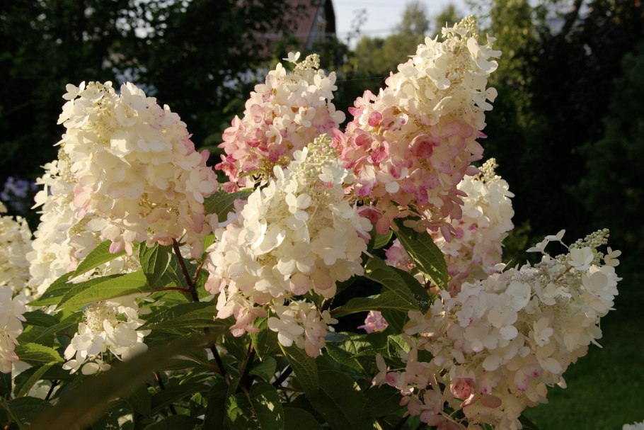 Гортензия метельчатая Pink Lady