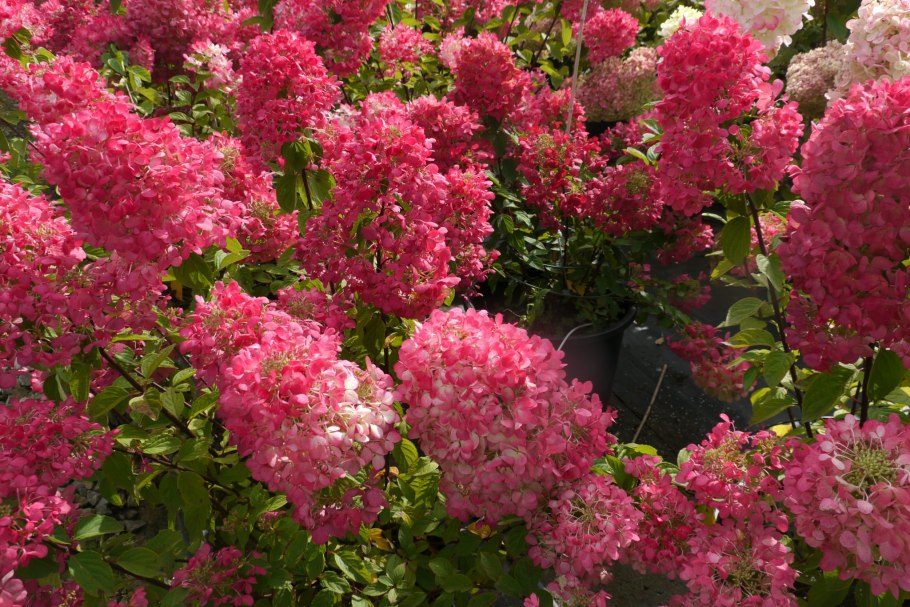 Гортензия метельчатая Pink Lady
