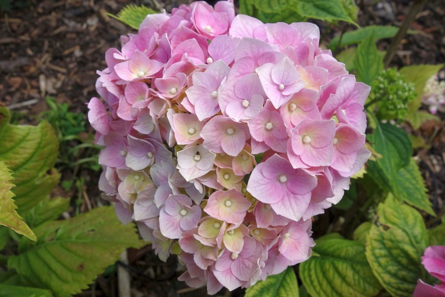 Гортензия метельчатая Pink Lady