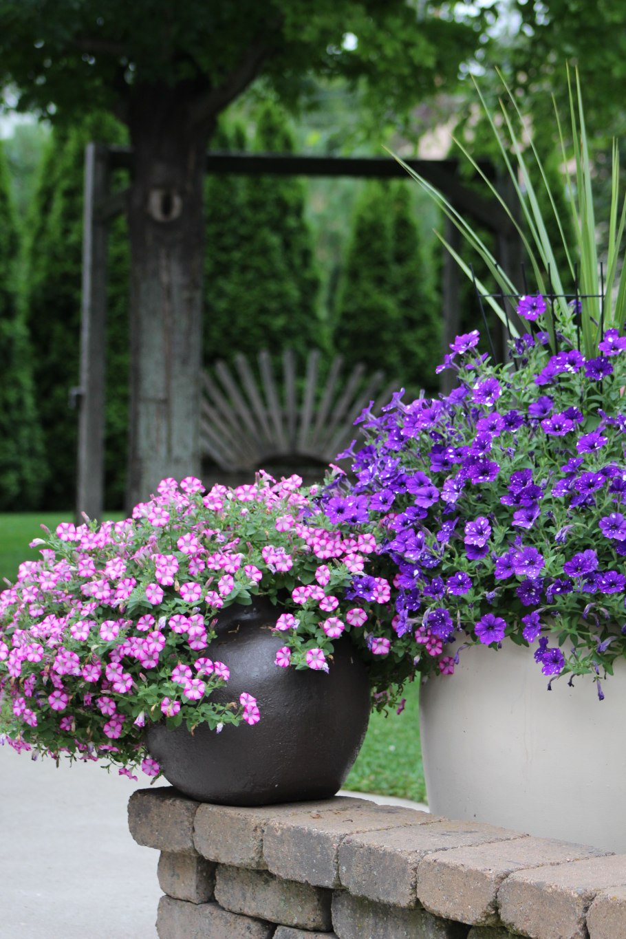 Вербена в кашпо и вазонах