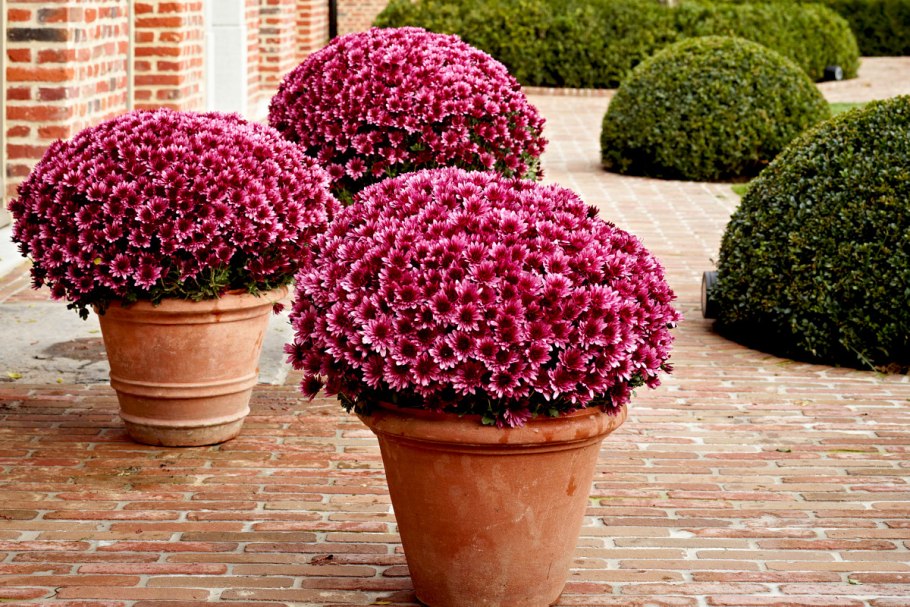 Хризантема мультифлора шаровидная многолетняя