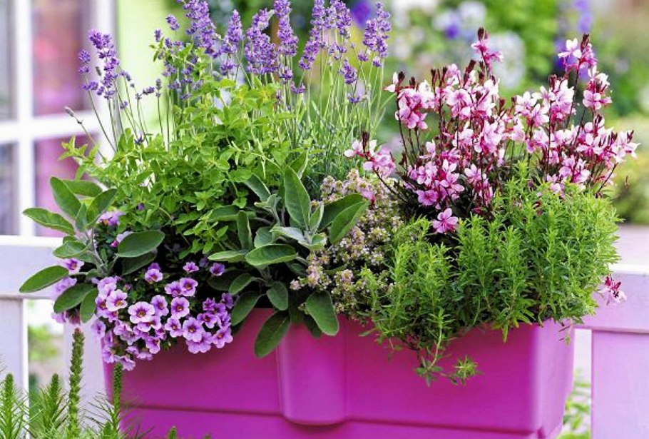 Хоста вечнозеленое растение