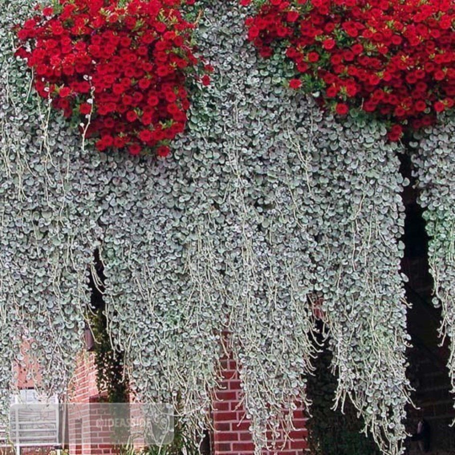 Дихондра ипомея батат