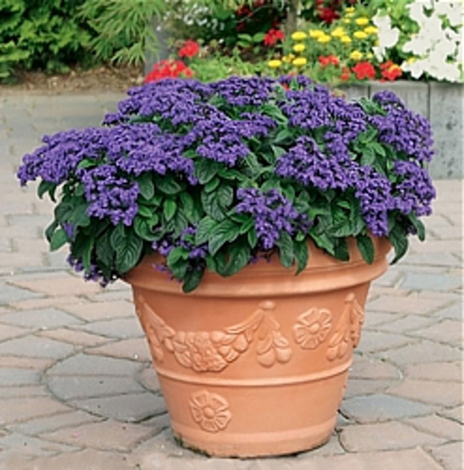 Лаванда французская Мирей