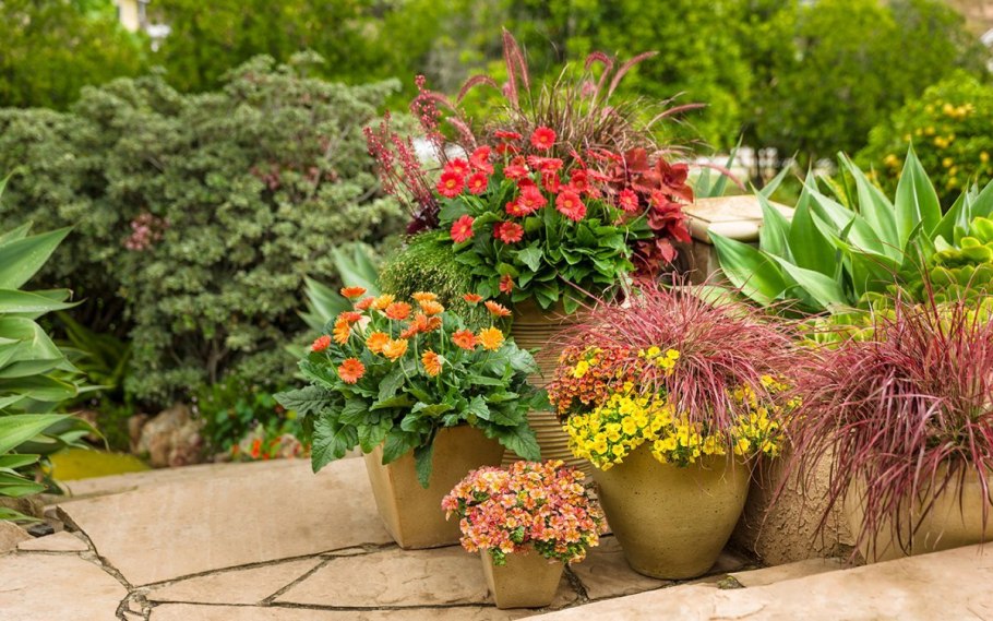 Многолетники в горшках на улице