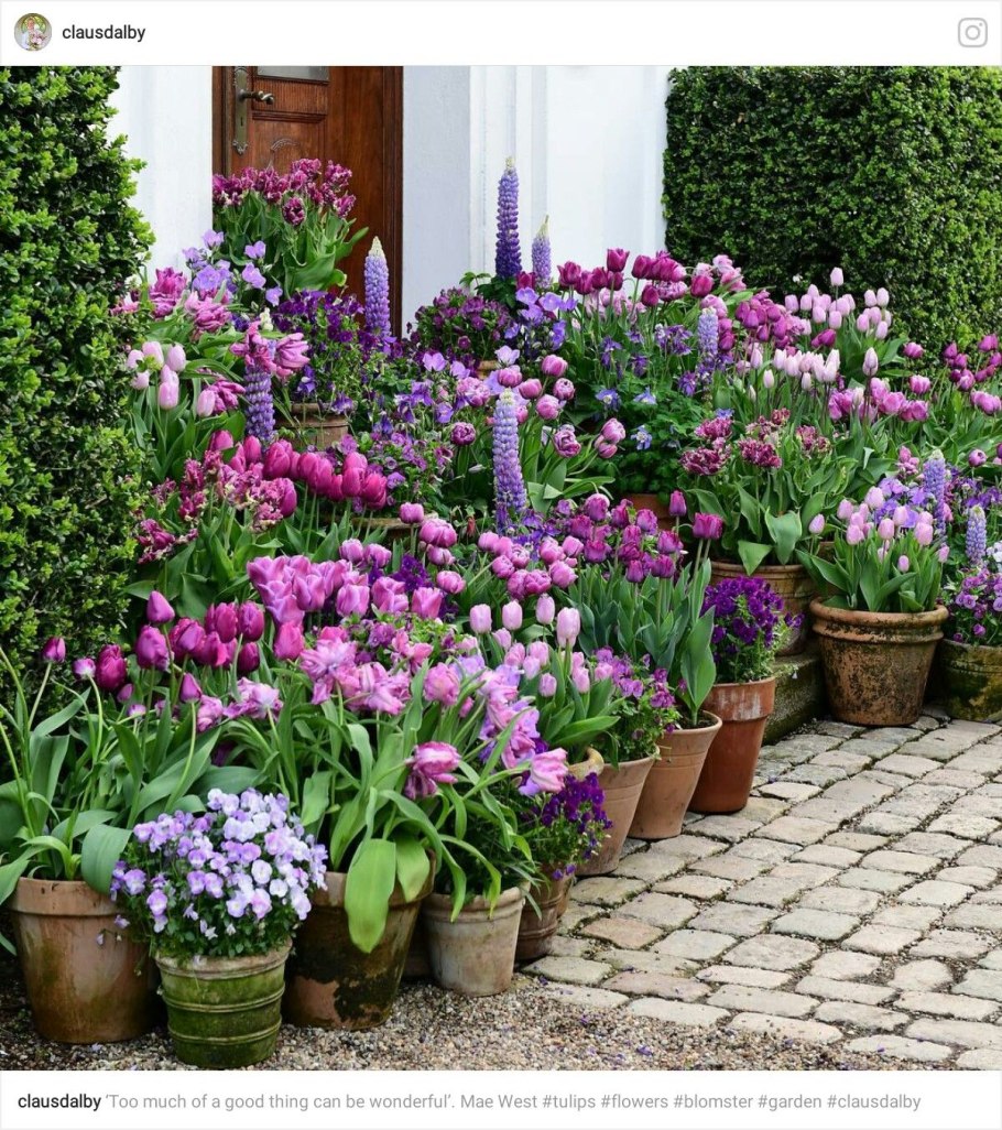 Растения в горшках в саду