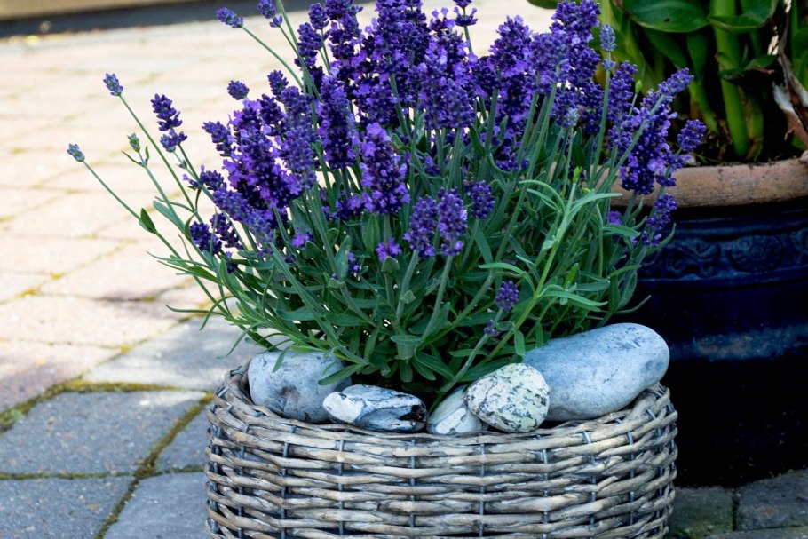 Дихондра ипомея батат