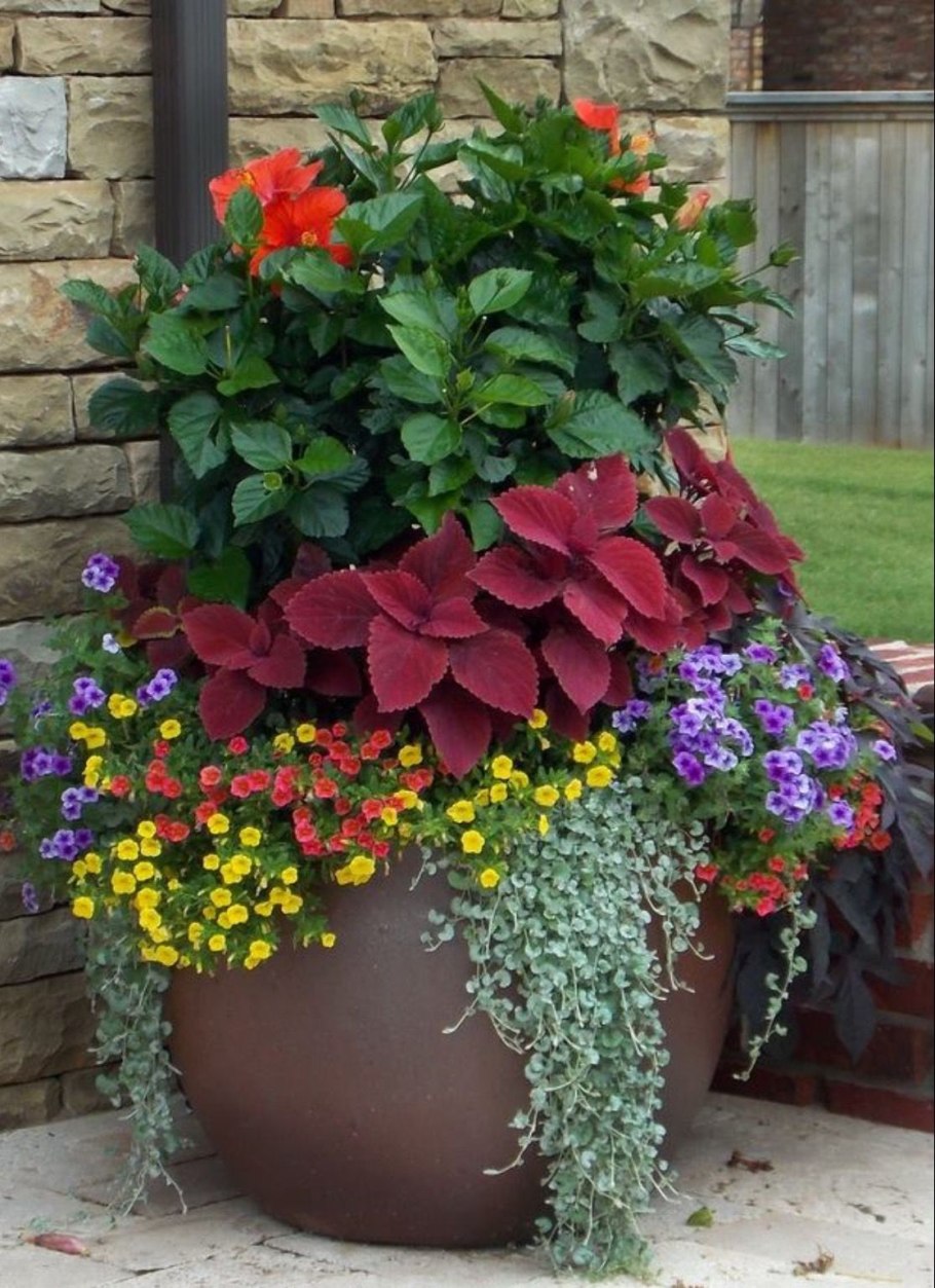 Контейнерное Озеленение дихондра