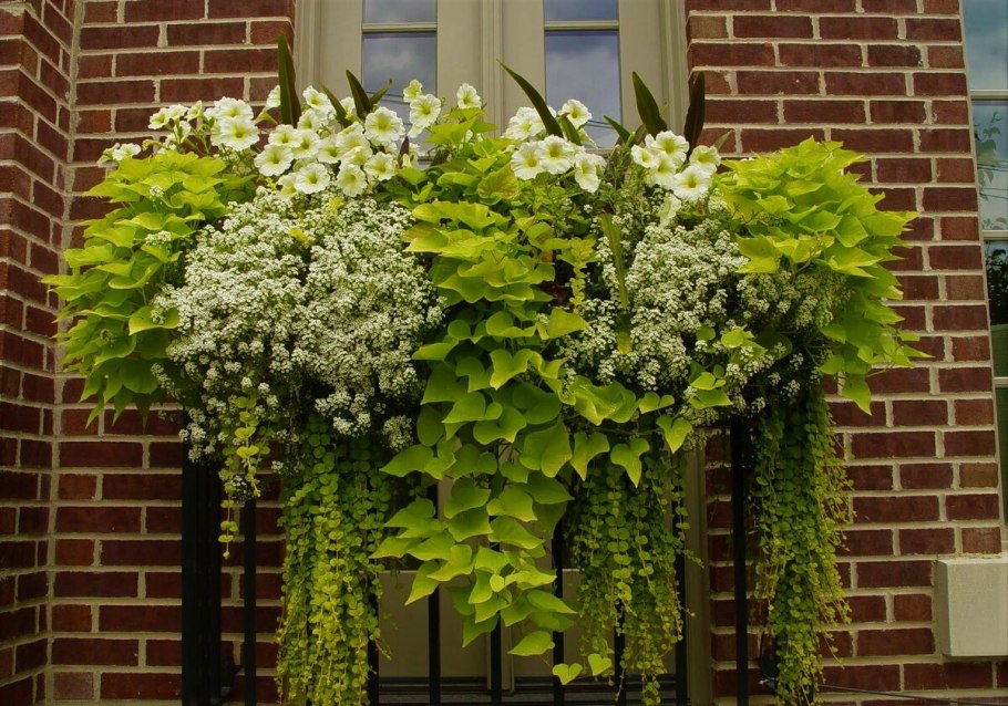 Гербера Джемсона комнатная