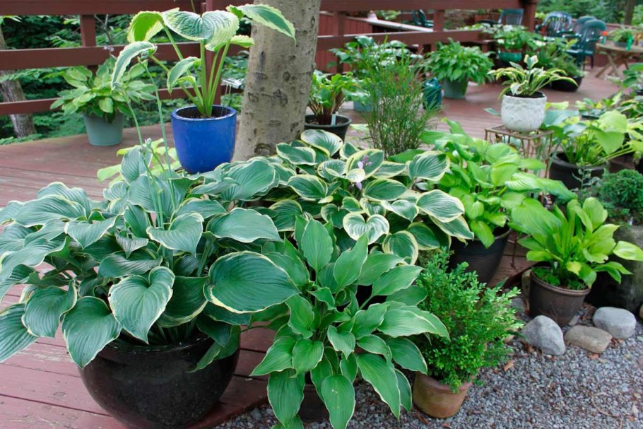 Колокольчик Портеншлага