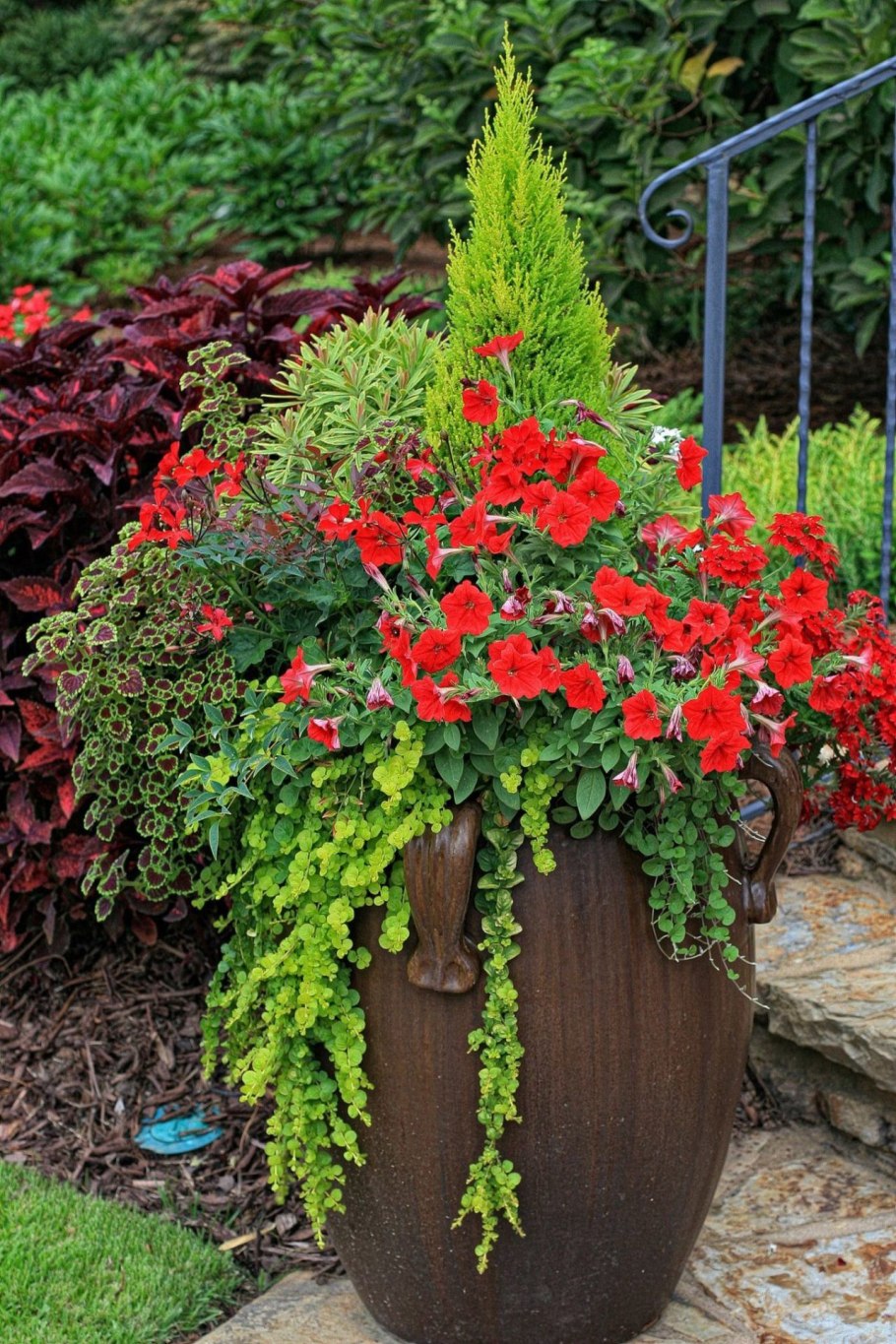 Вербена ампельная