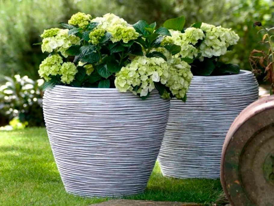 Вербена и левкое