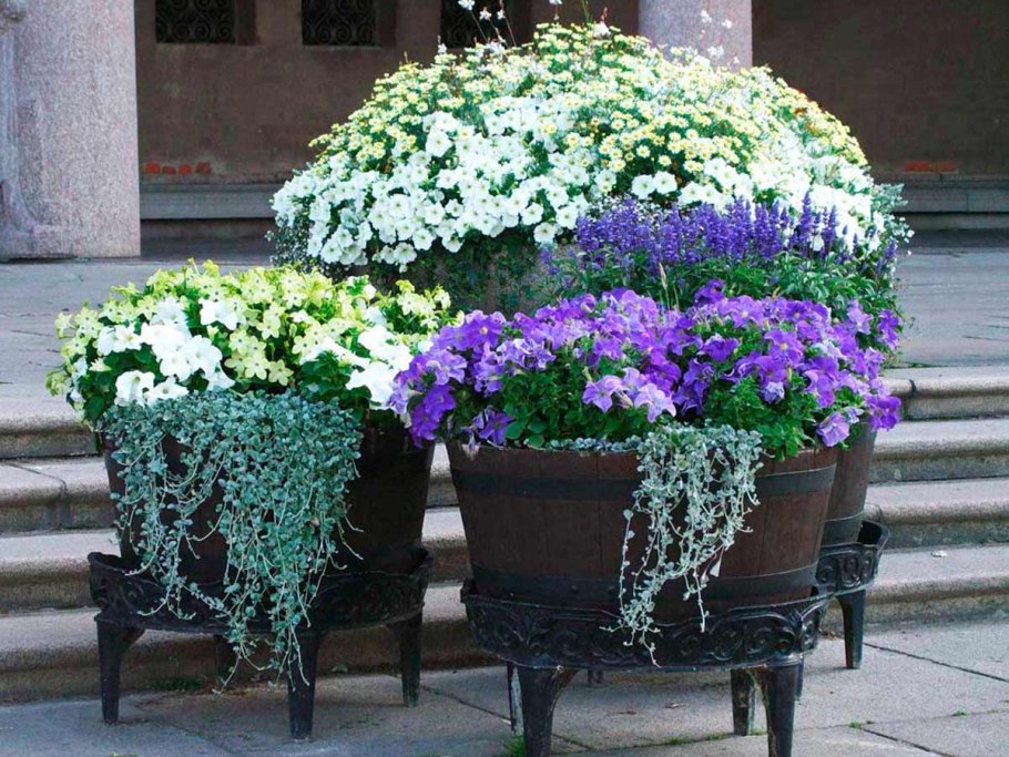 Цинерария ампельная