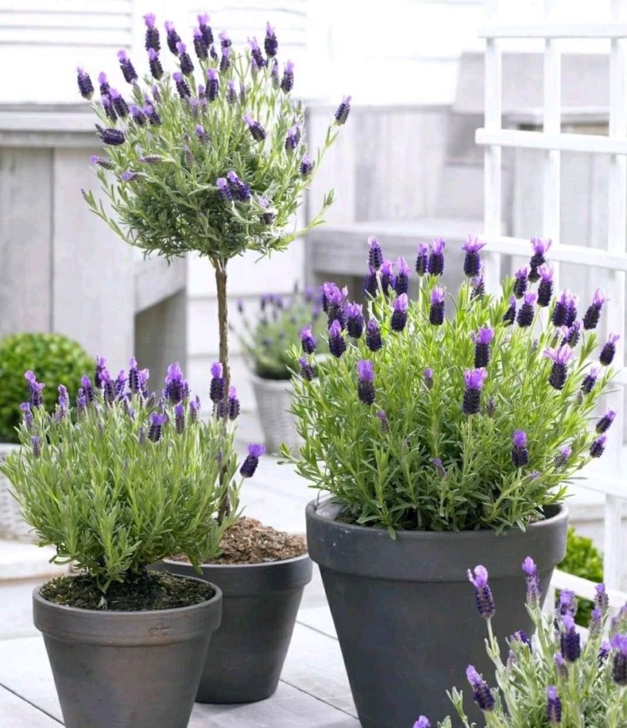 Растения в горшках для улицы