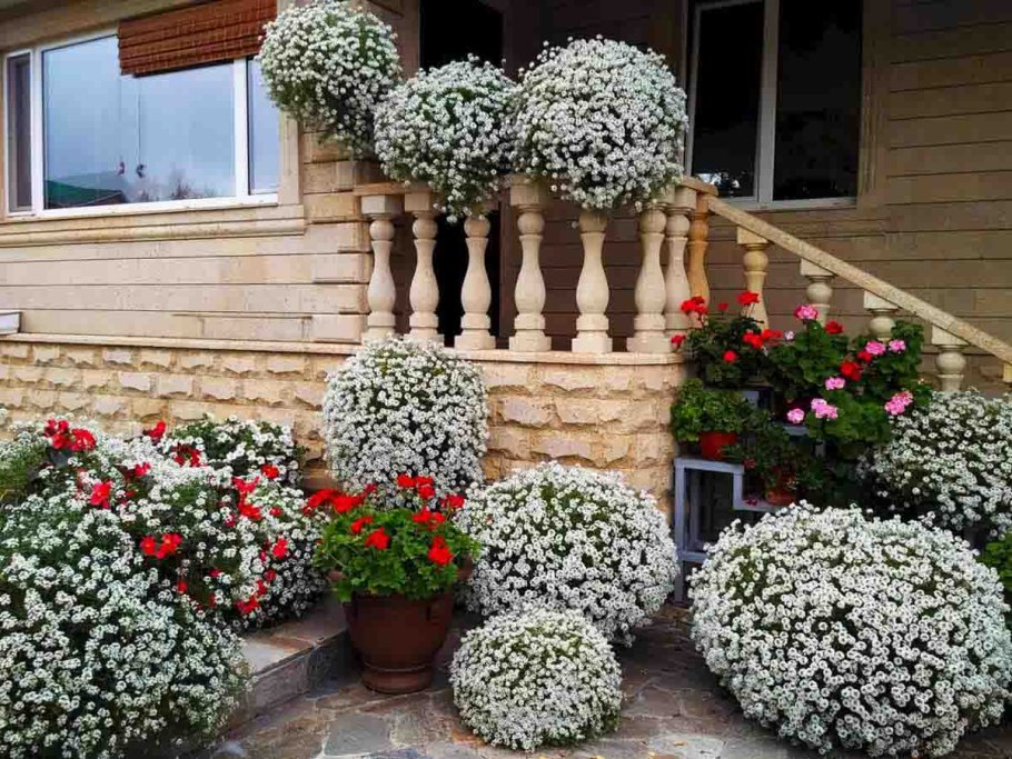 Цинерария Приморская + колеус