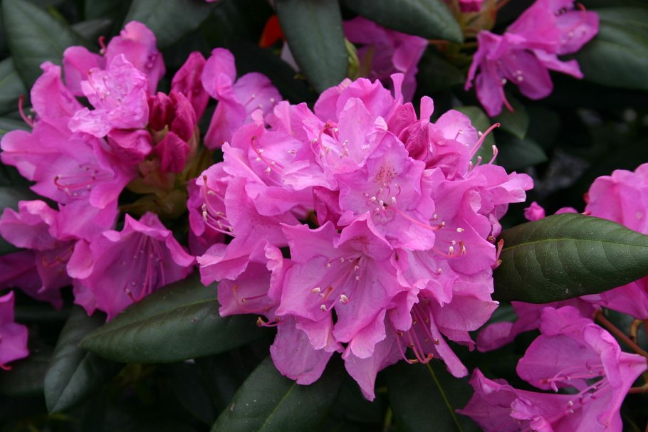 Рододендрон гибридный Roseum elegans
