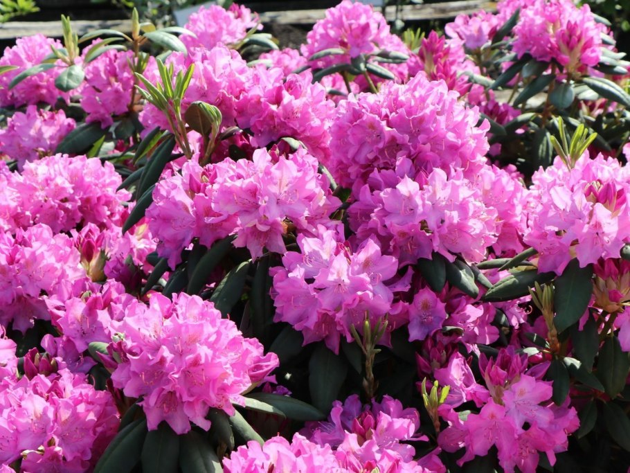 Rhododendron Roseum elegans в клумбе