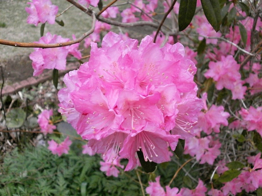 Рододендрон Berryrose