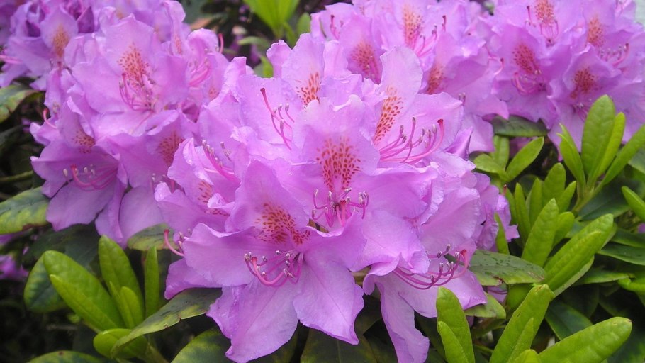 Рододендрон Lavandula
