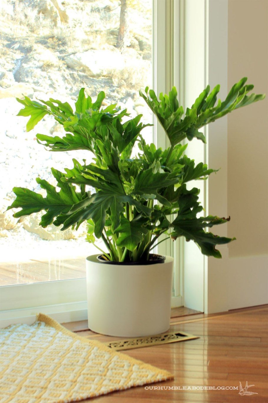 Калатея Calathea Freddie