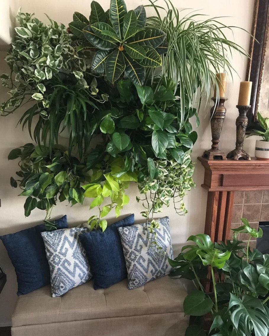 Dracaena Thalioides