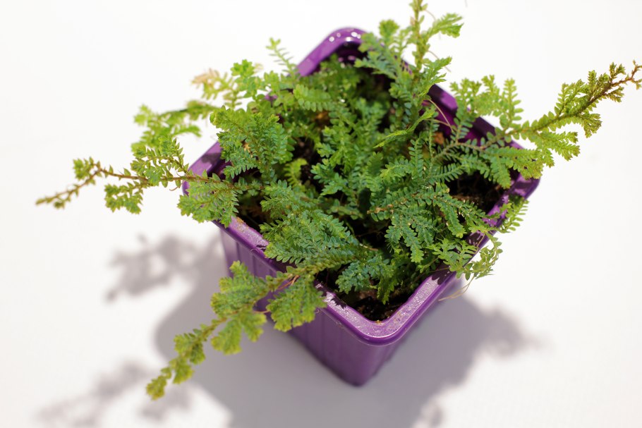 Селагинелла систематика