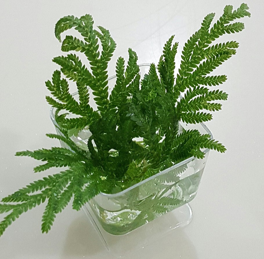 Селагинелла Мартенсии