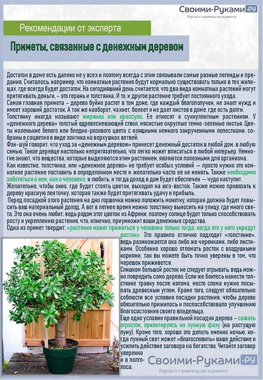 Китайская роза гибискус удобрение
