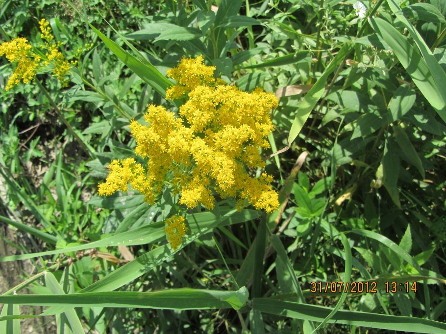 Лечебные дальневосточные растения