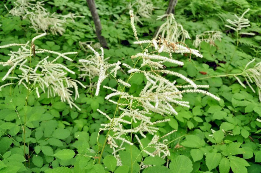 Уссурийский женьшень