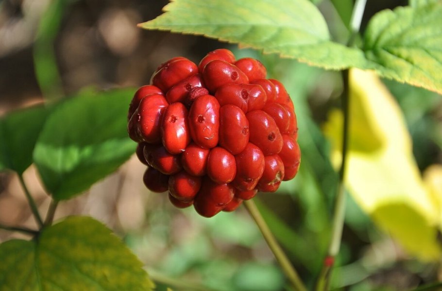 Багульник стелющийся тундра