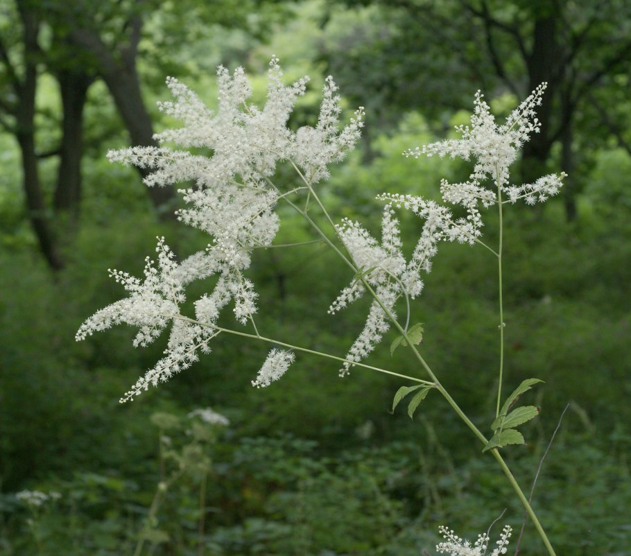 Подлесник красноцветковый