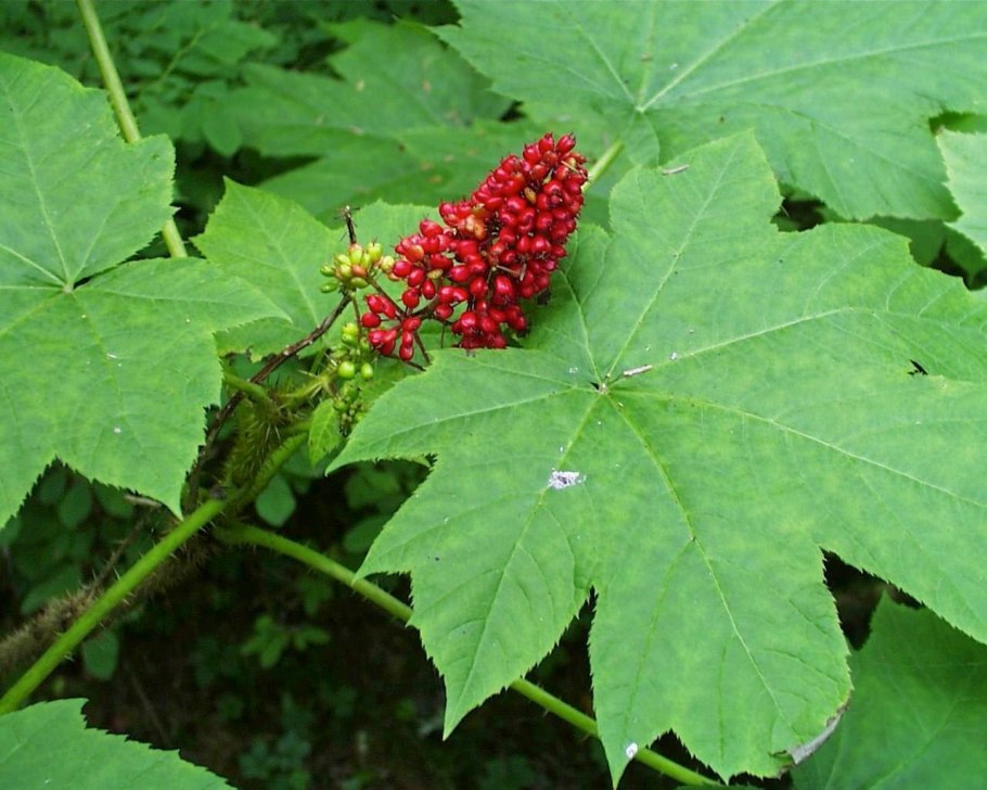 Травы Сибири Красноярск