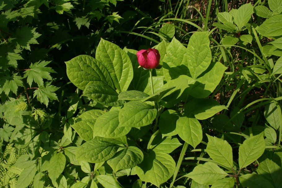 Стеблелист Caulophyllum