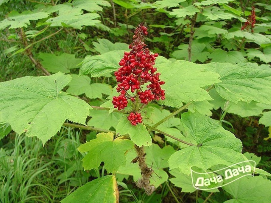 Дикие растения Приморья