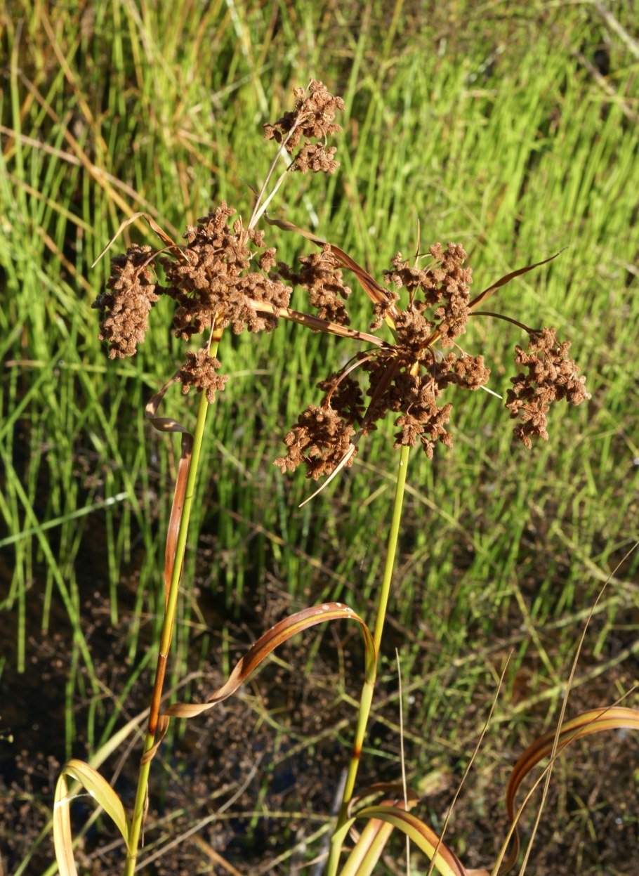 Травы дальнего Востока
