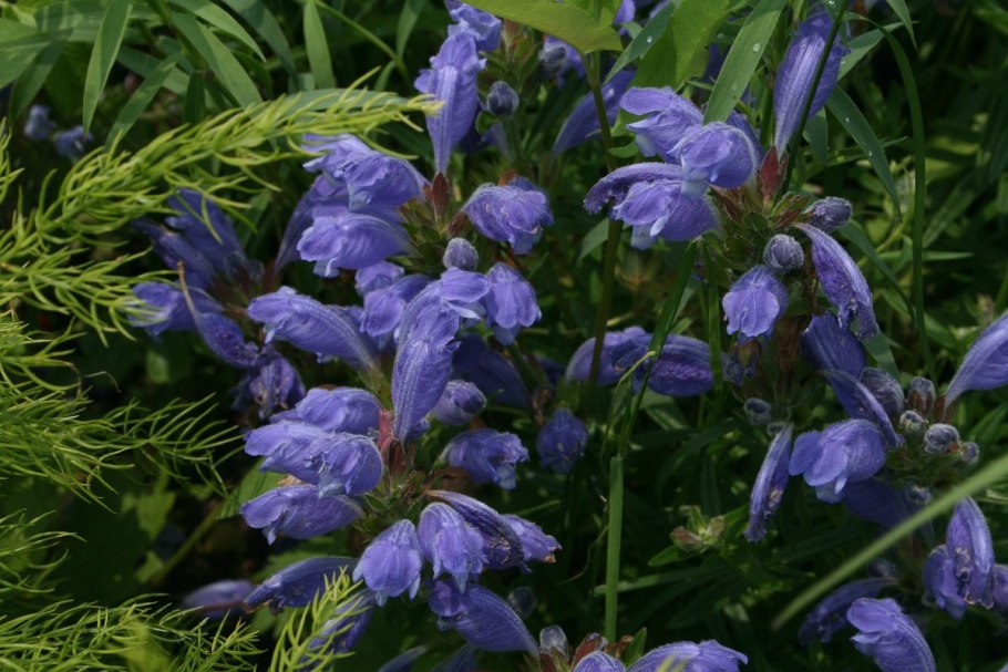 Бадан Дальневосточный