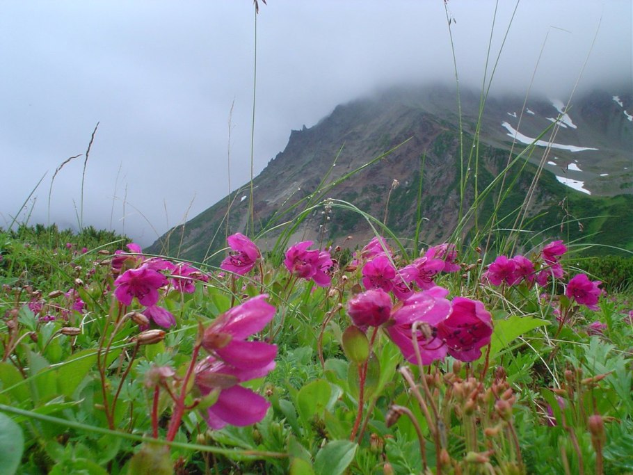 Заманиха Аралиевые