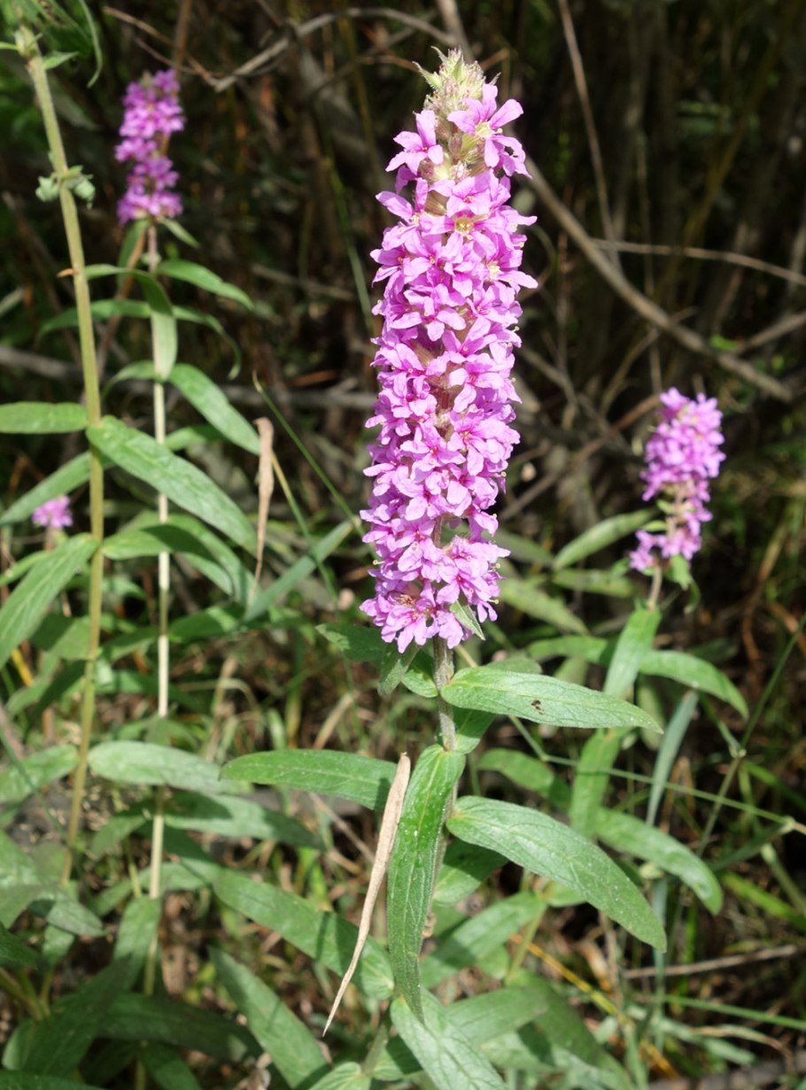 Женьшень Чанбайшаньский