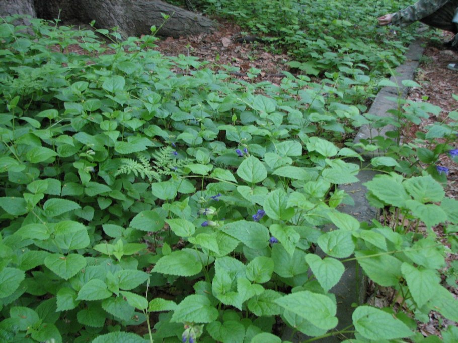 Заманиха высокая