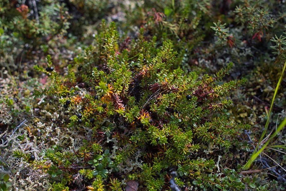 Женьшень настоящий (Panax Ginseng)
