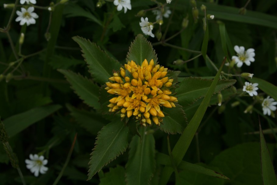 Вербейник (Lysimachia) Clethroides