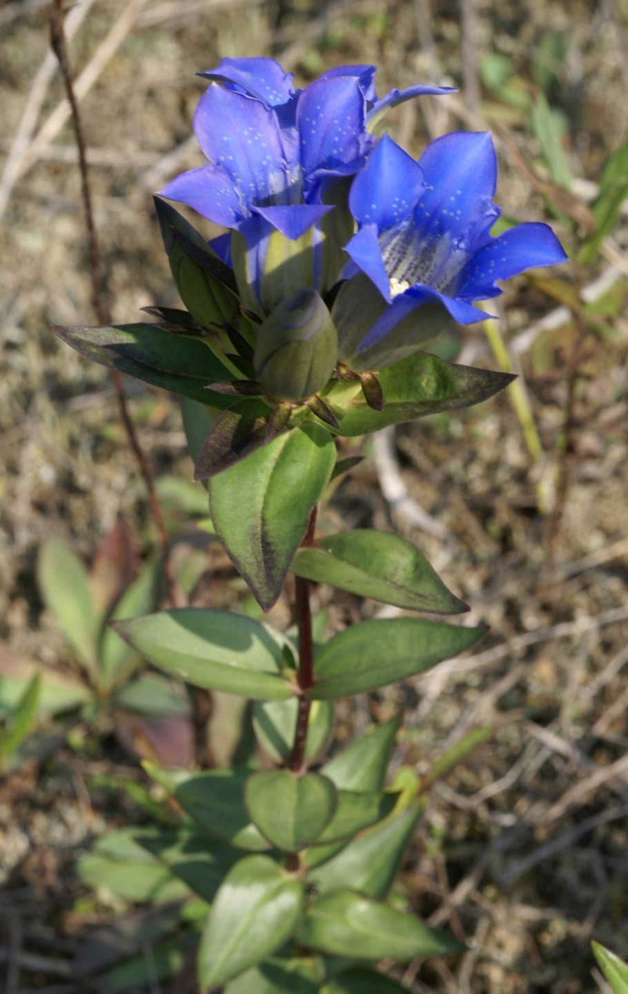 Михения крапиволистная