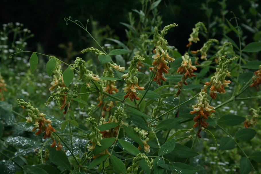Lathyrus davidii Hance — чина Давида