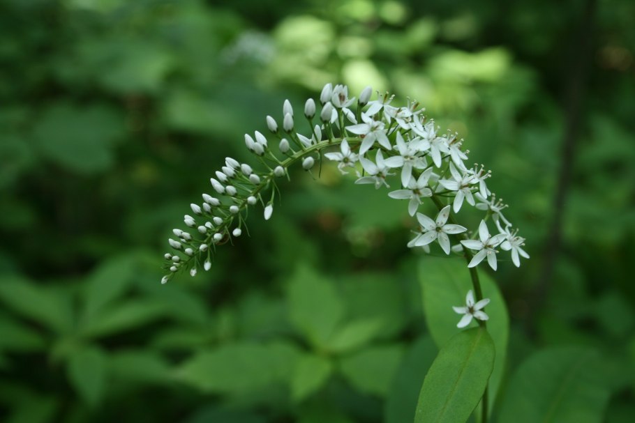 Лапчатка Лесная