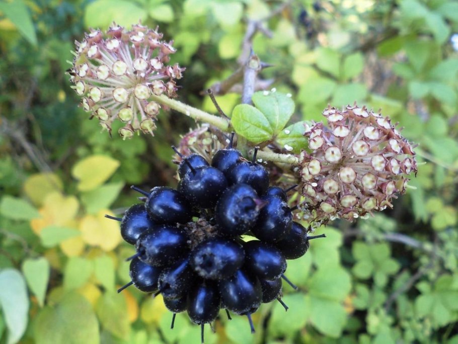 Тысячелистник азиатский (Achillea Asiatica Sere)